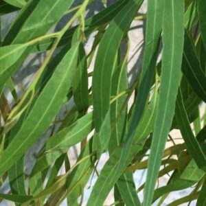Ефірна олія Евкаліпт лимонний (Eucalyptus) Вівасан